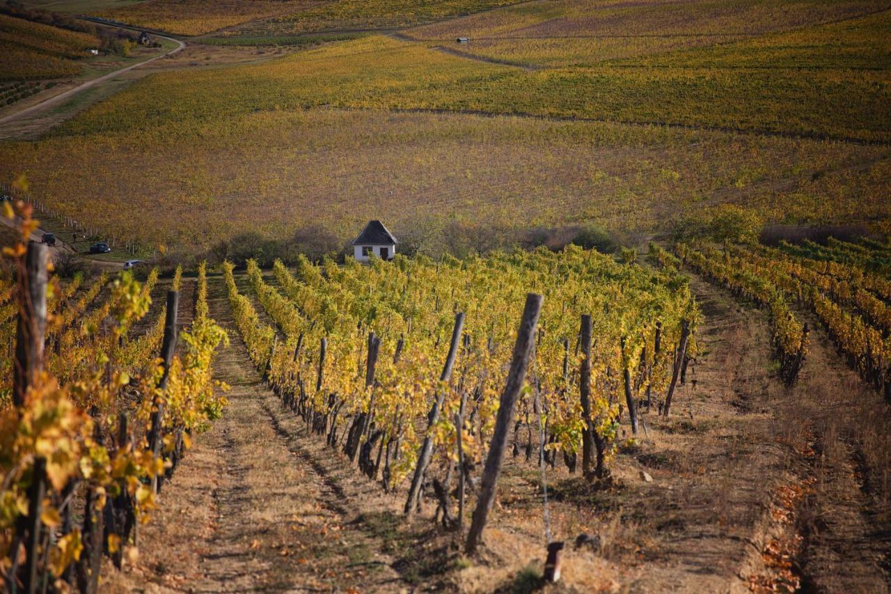 Antaloczy Winery&Apartments Tokaj Exterior photo